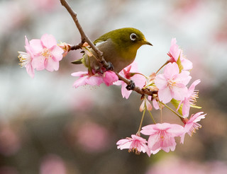 桜うぐいす.jpg