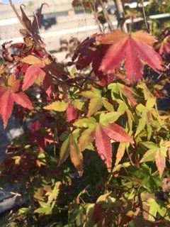 image1.JPG